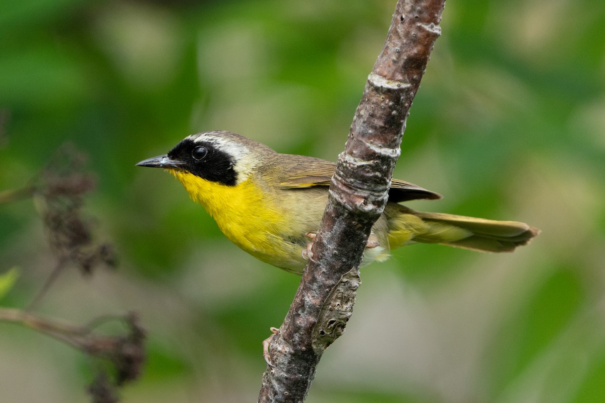 Common Yellowthroat - ML643450638