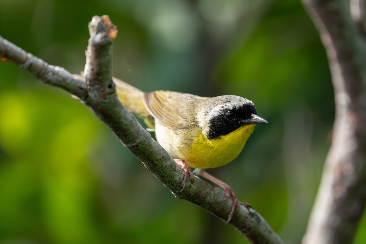 Common Yellowthroat - ML643450639