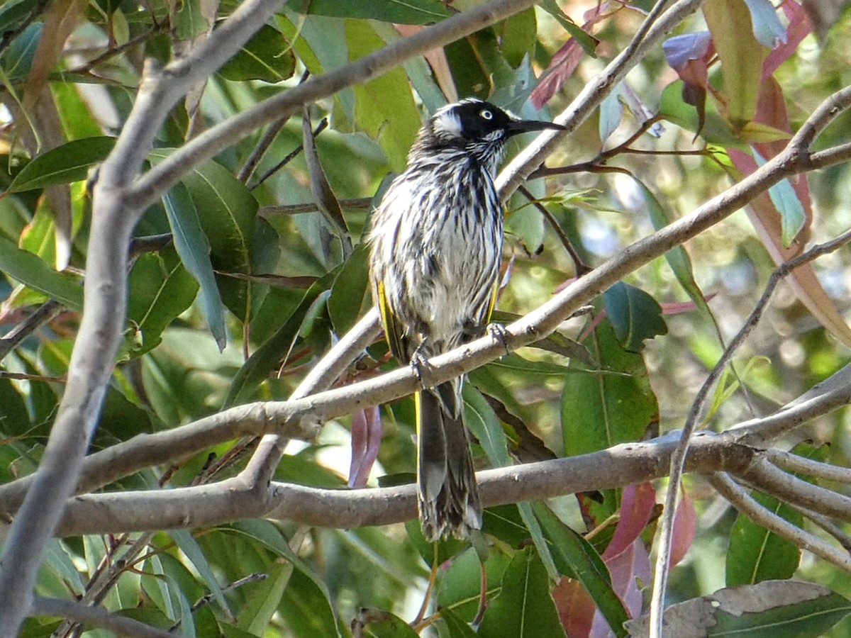 New Holland Honeyeater - ML643450647