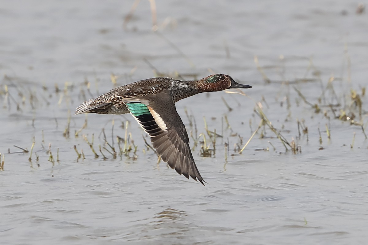 Çamurcun (crecca) - ML643450651