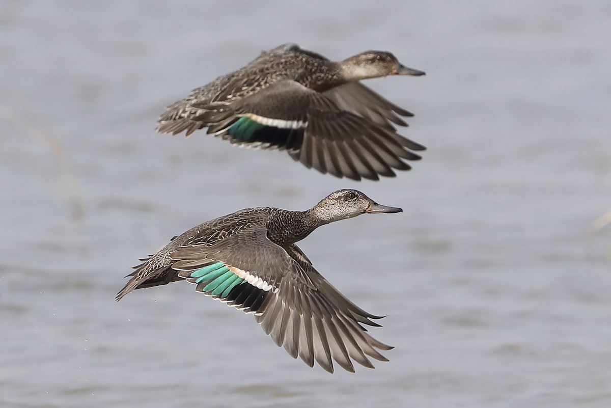 Çamurcun (crecca) - ML643450652