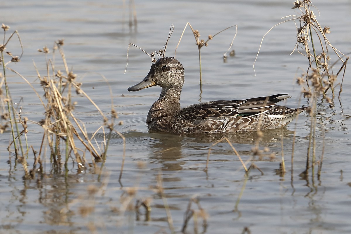 Çamurcun (crecca) - ML643450653