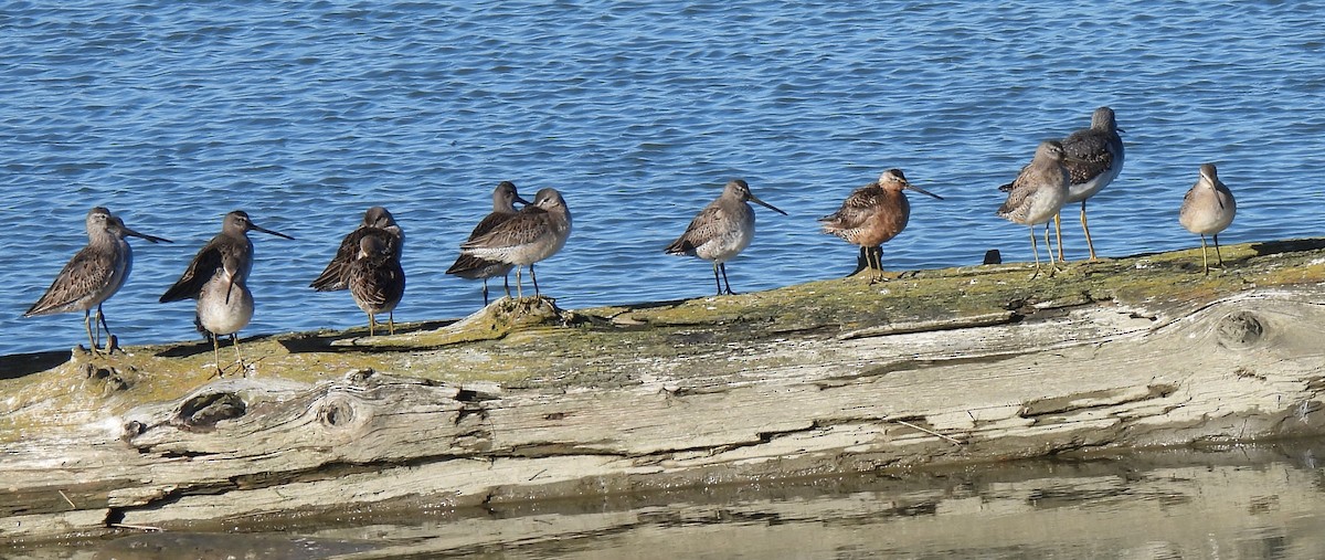 Хараалжин цууцил - ML643450683