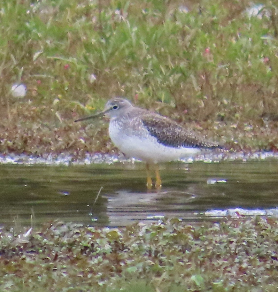 Archibebe Patigualdo Grande - ML643450695