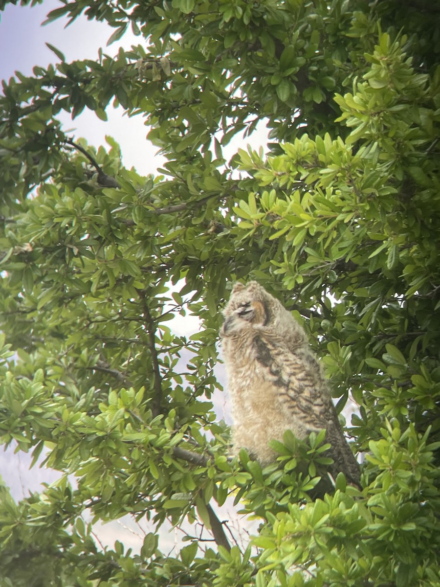 Great Horned Owl - ML643450696