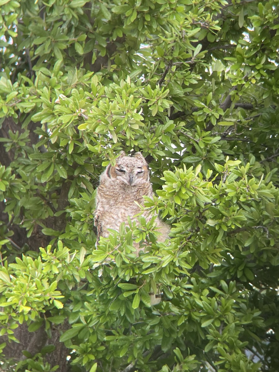 Great Horned Owl - ML643450697