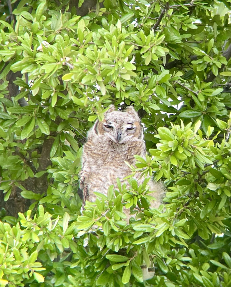 Great Horned Owl - ML643450698