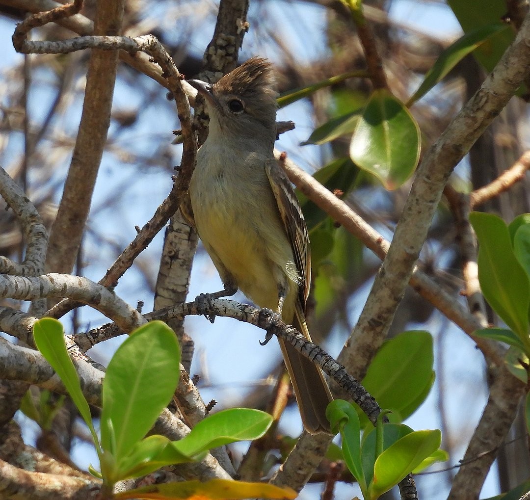 Plain-crested Elaenia - ML643450701