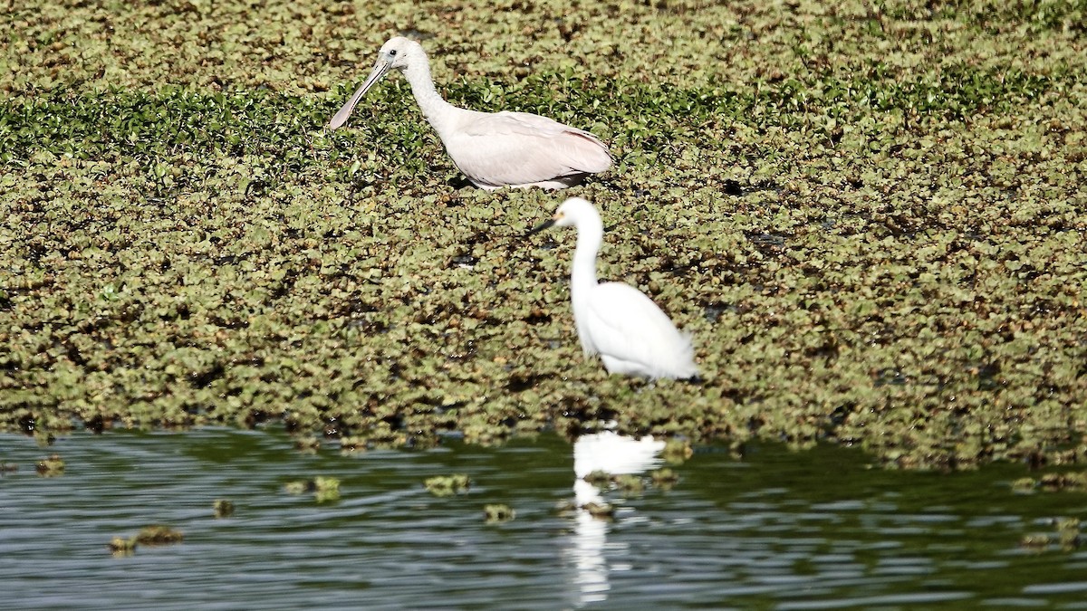 Roseate Spoonbill - ML643450704