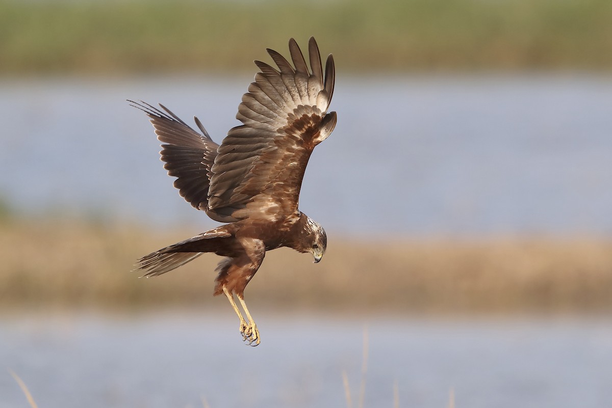 Eastern Marsh Harrier - ML643450705