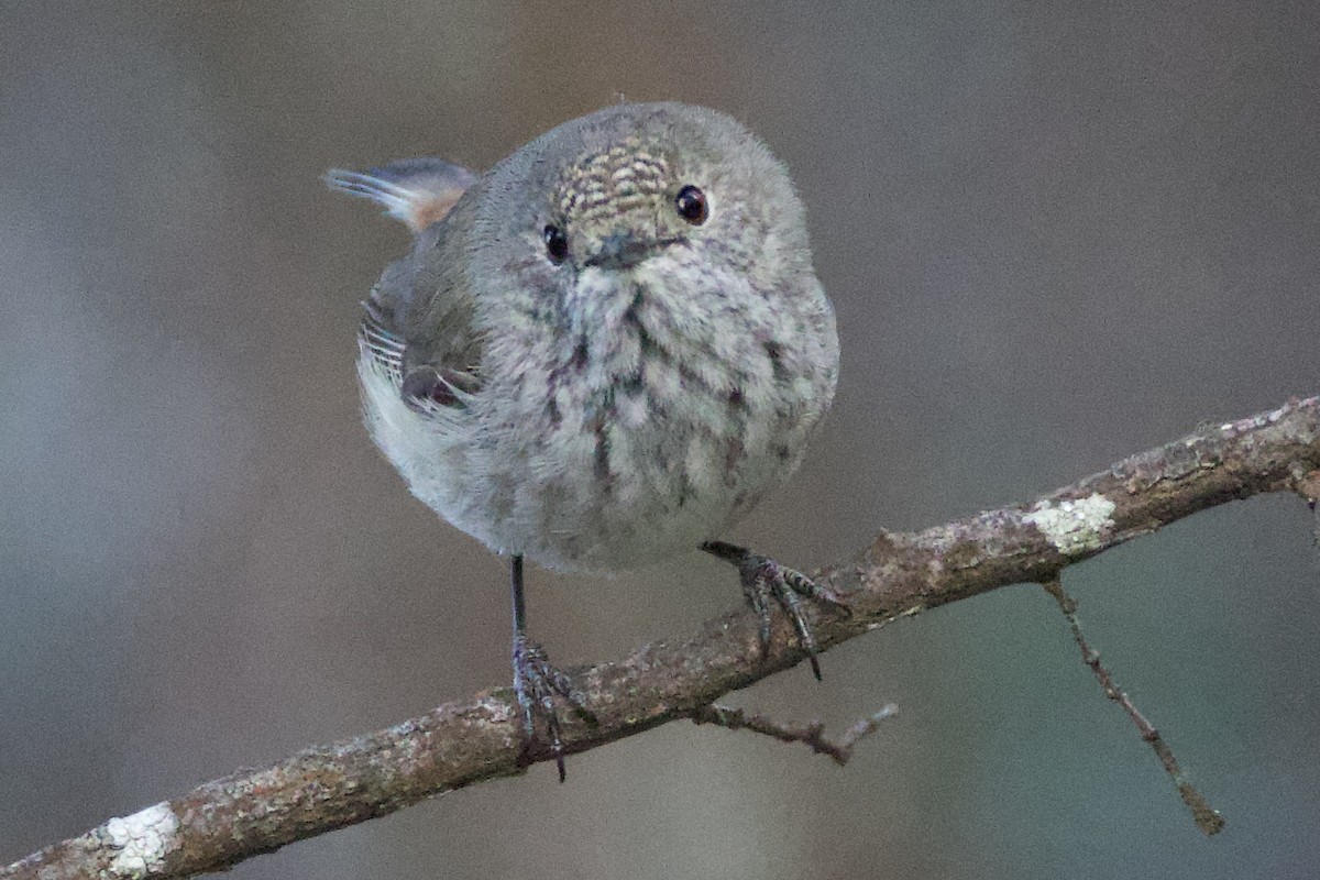 Inland Thornbill - ML643450709