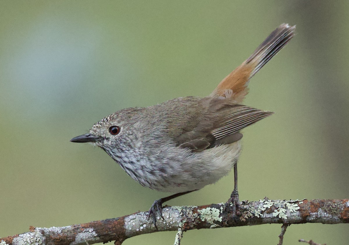 Inland Thornbill - ML643450710