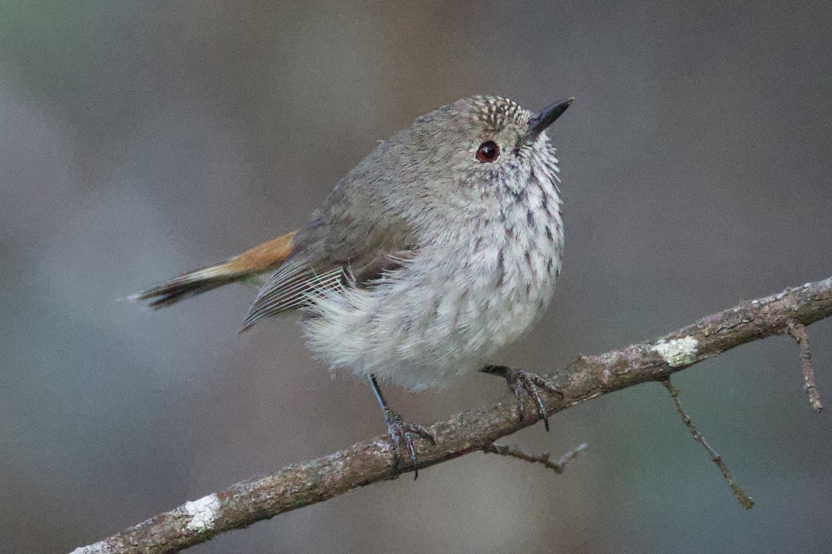 Inland Thornbill - ML643450711