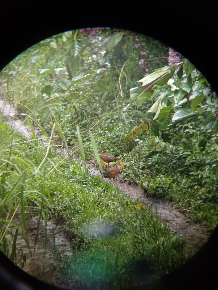 Russet-naped Wood-Rail - ML643450716