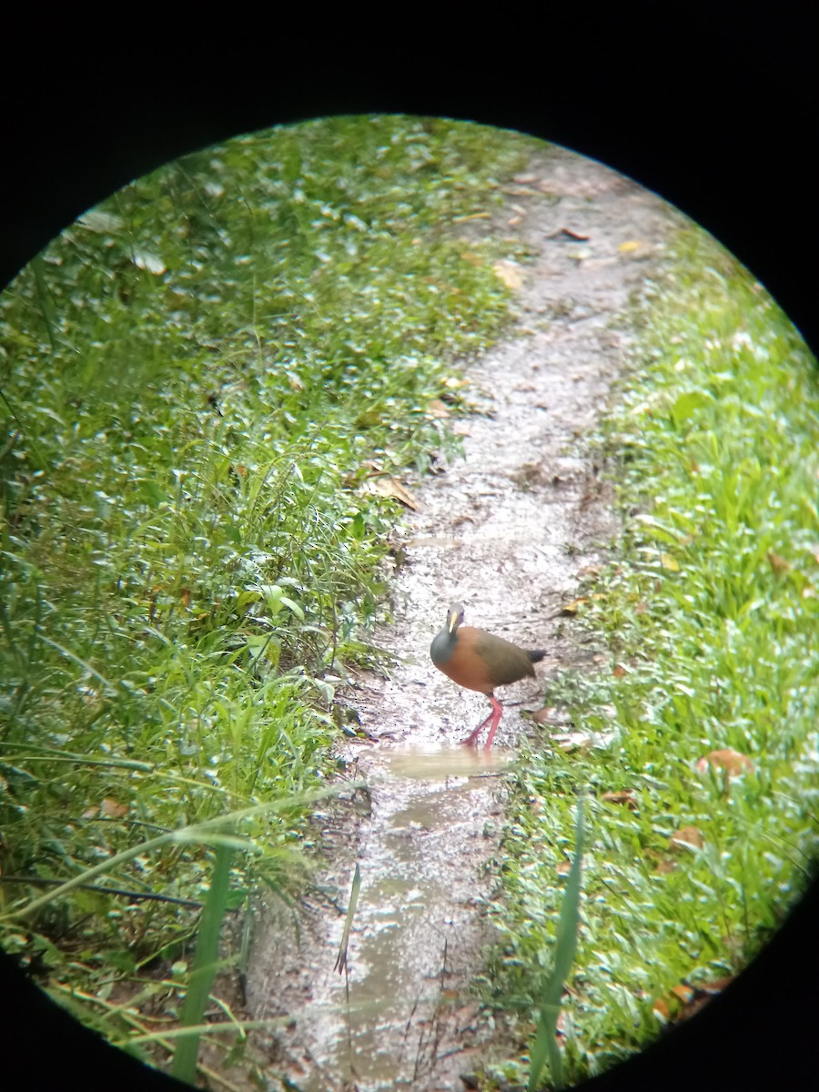 Russet-naped Wood-Rail - ML643450718