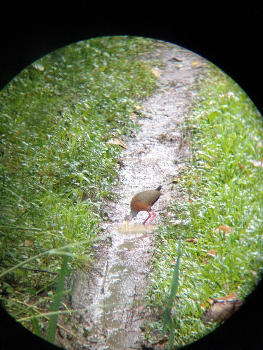 Russet-naped Wood-Rail - ML643450720