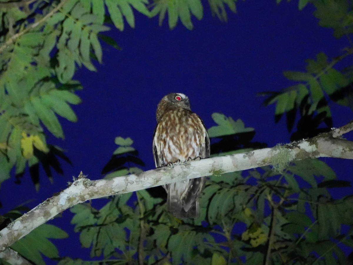 Australian Boobook - ML643450726