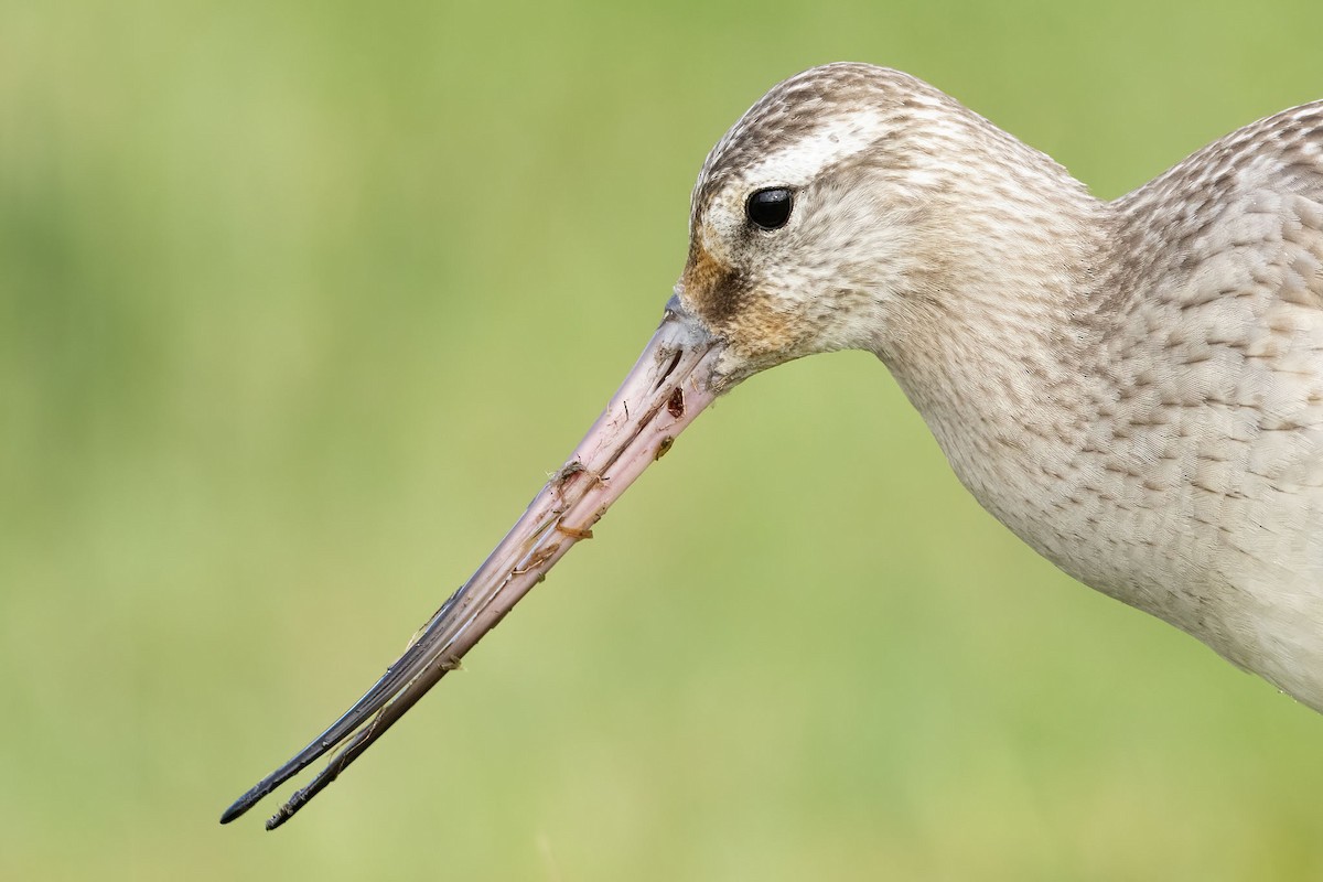 Bar-tailed Godwit - ML643450735