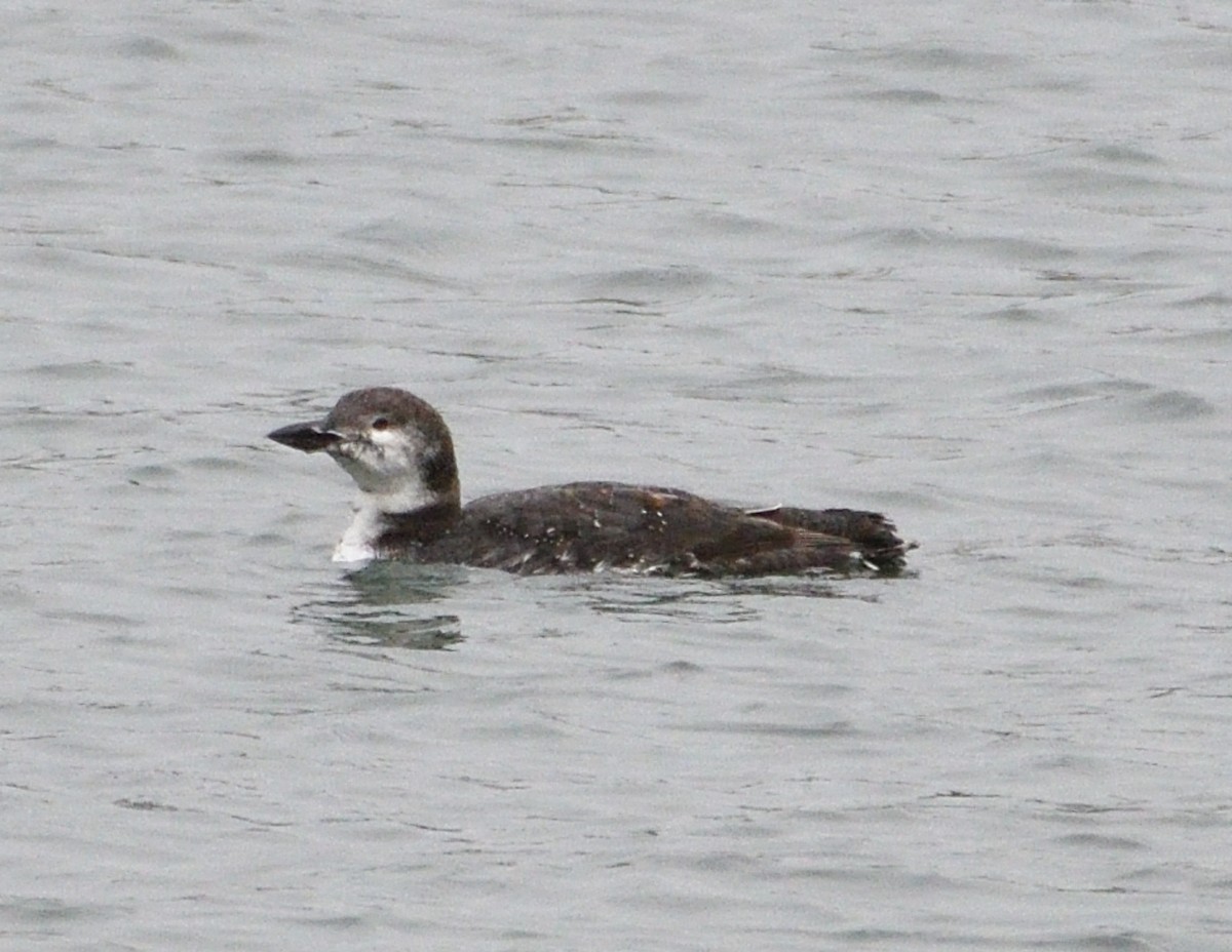Common Loon - ML643450741
