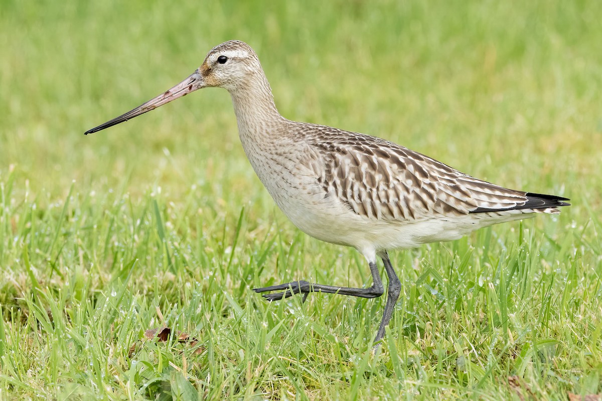 Bar-tailed Godwit - ML643450743
