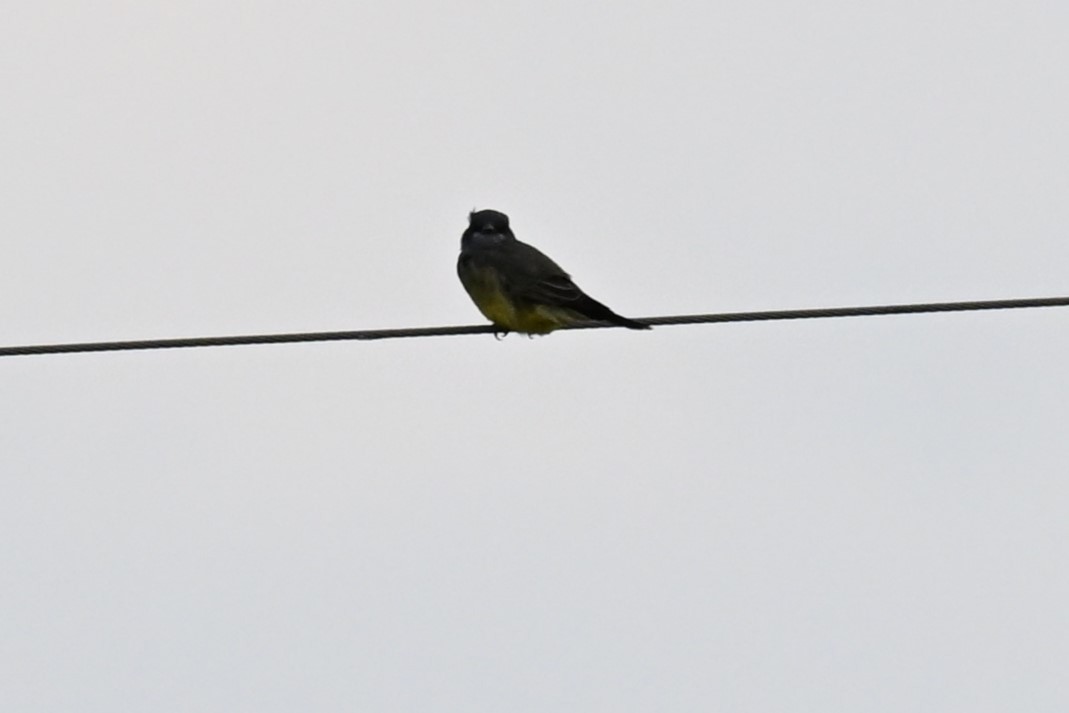 Cassin's Kingbird - ML643450744