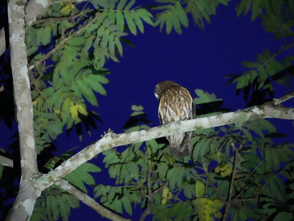 Australian Boobook - ML643450751