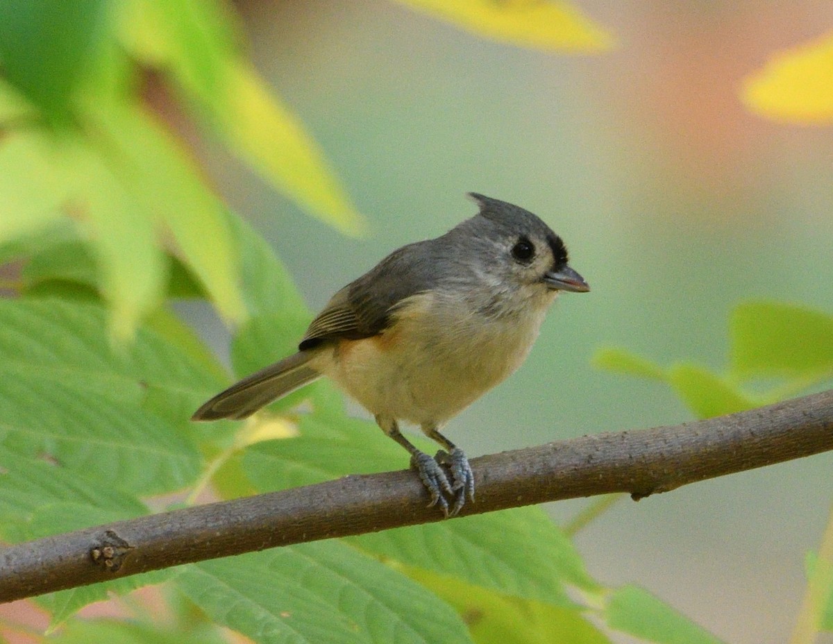 Herrerillo Bicolor - ML643450756