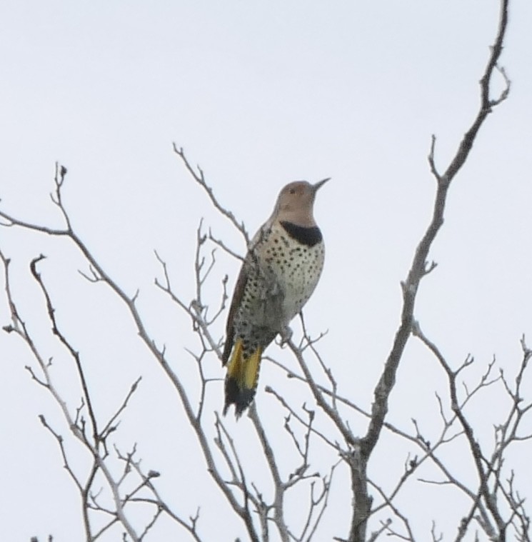 Northern Flicker - ML643450760
