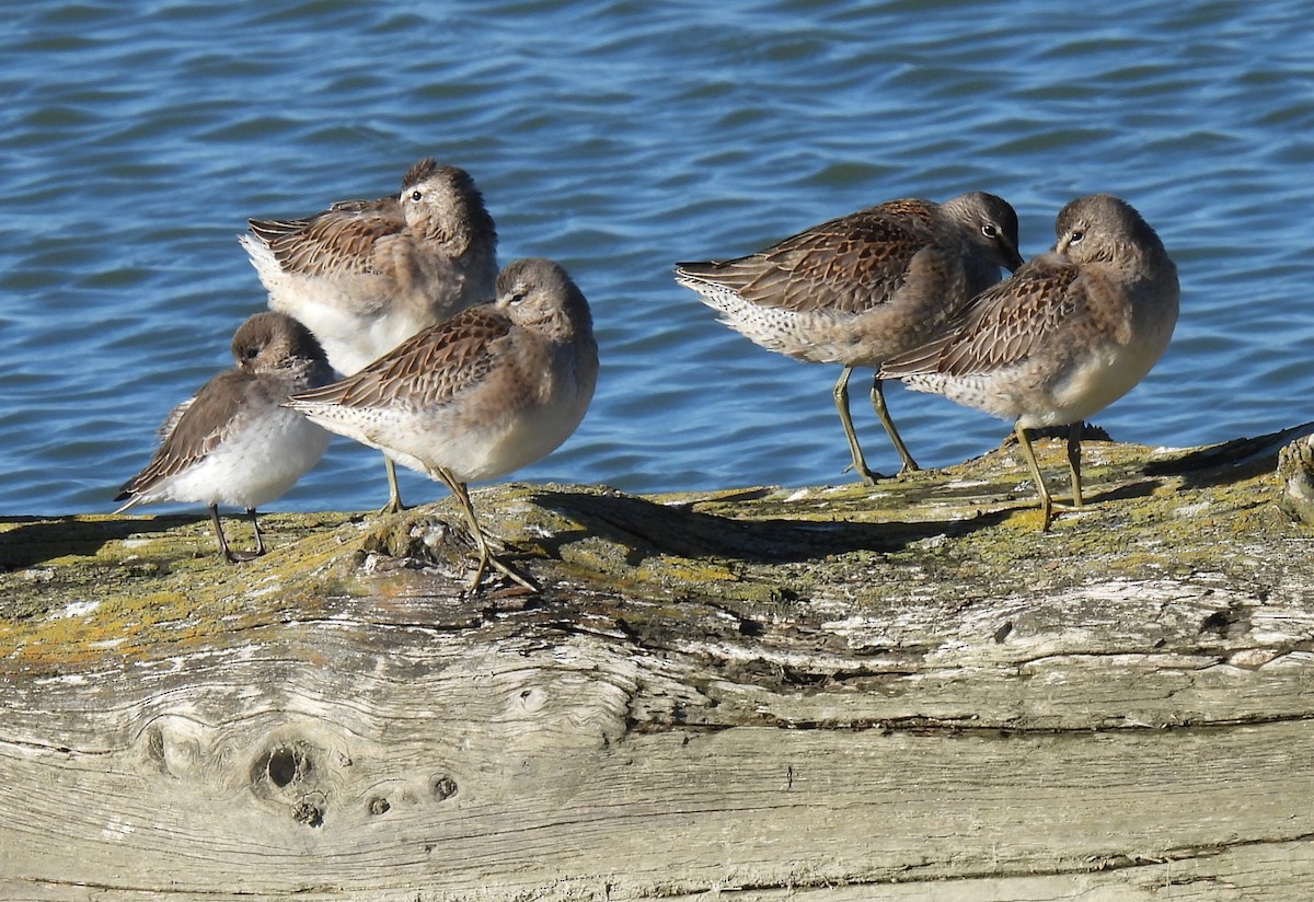 Хараалжин цууцил - ML643450764