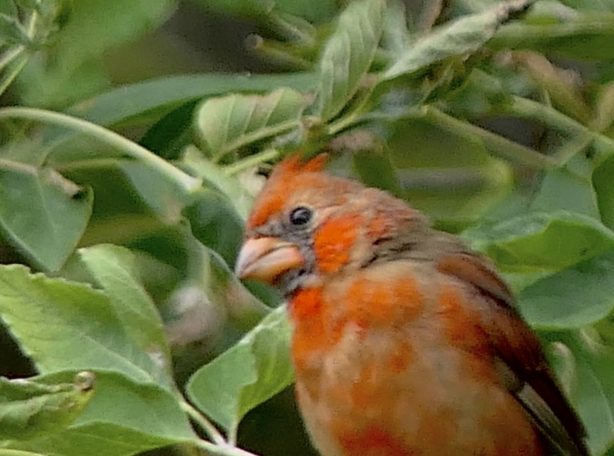 Northern Cardinal - ML643450772