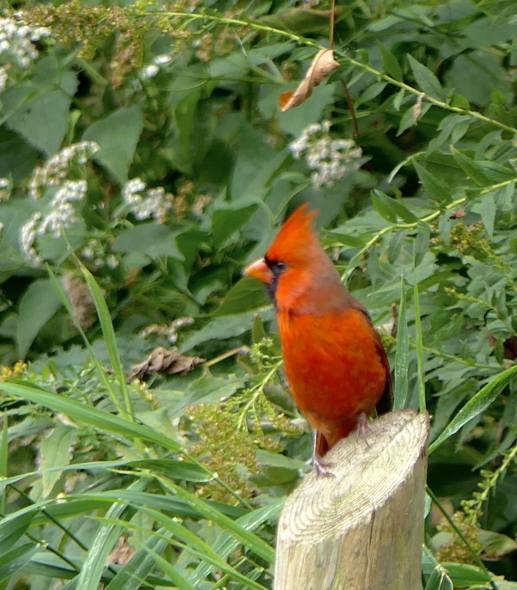 Northern Cardinal - ML643450773