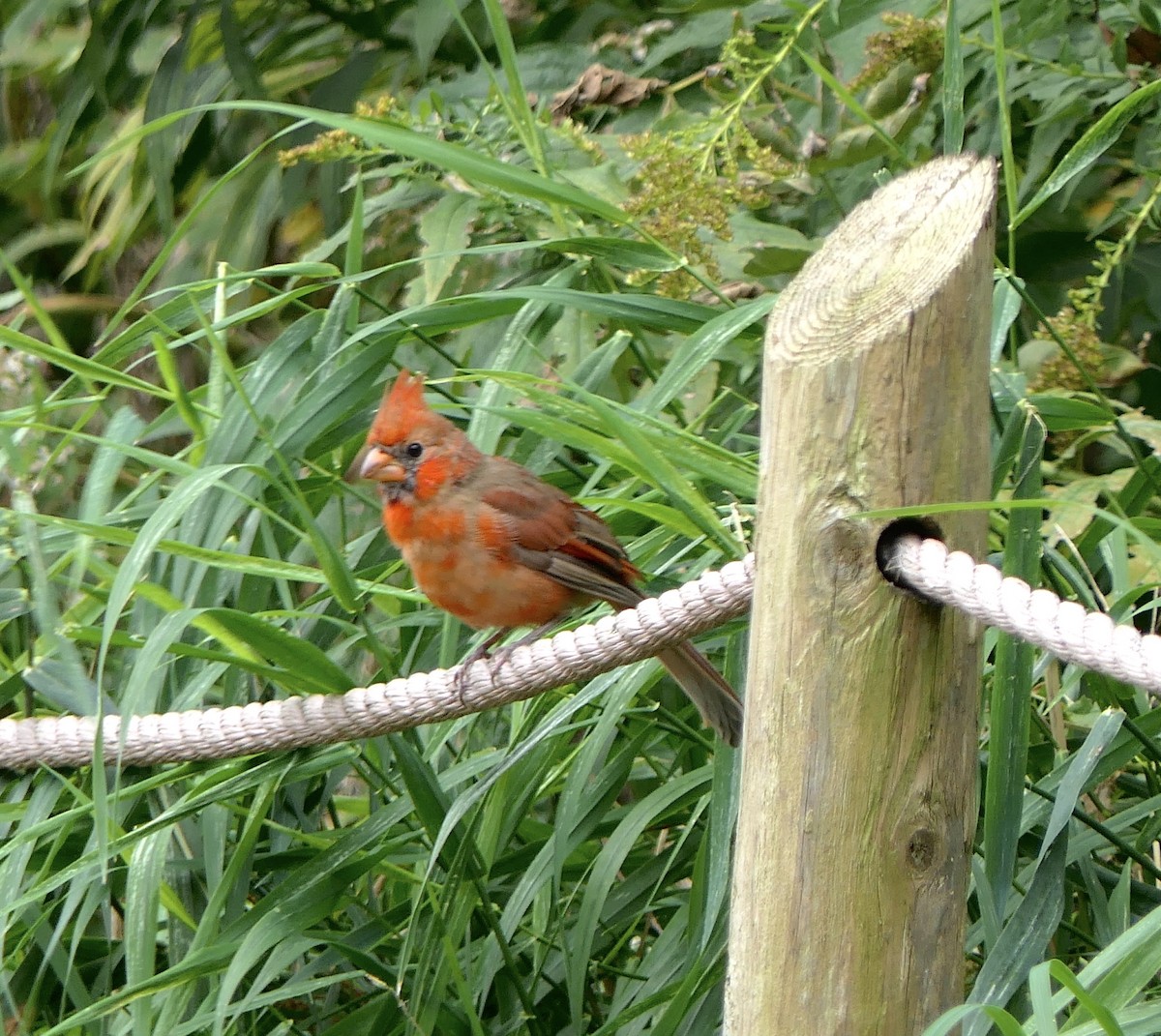 Northern Cardinal - ML643450774
