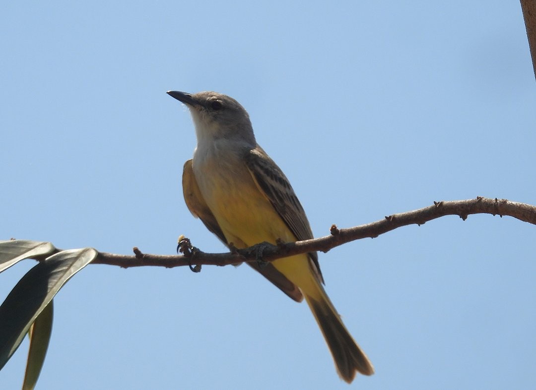 Suiriri Flycatcher - ML643450775