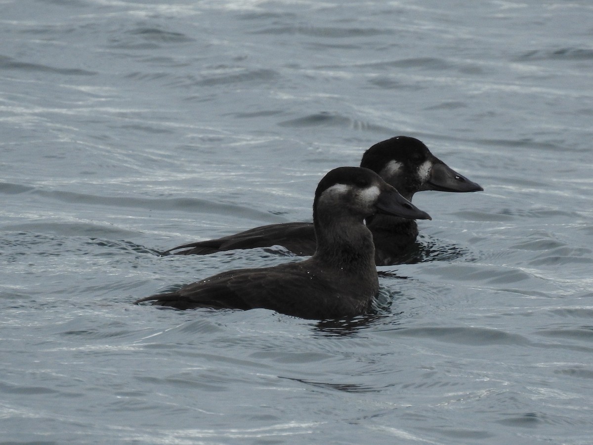 turpan pestrozobý - ML643450778