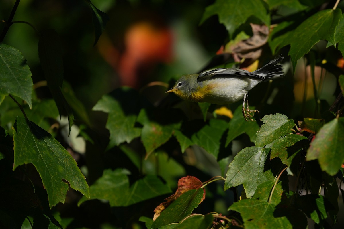 Northern Parula - ML643450782