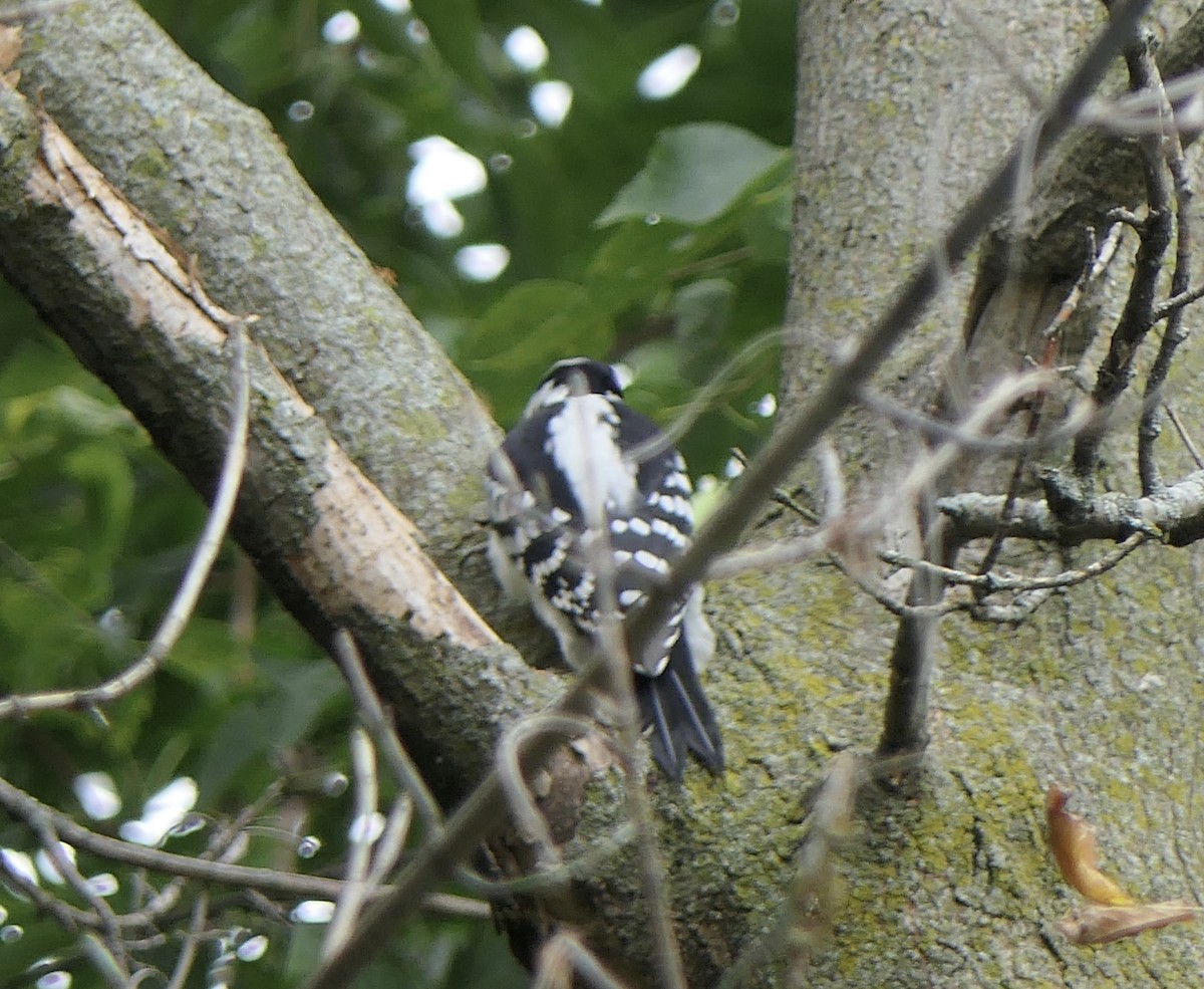 Downy Woodpecker - ML643450783
