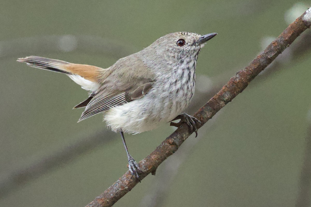Inland Thornbill - ML643450786