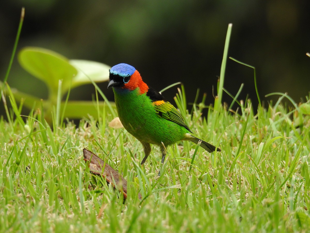 Red-necked Tanager - ML643450797