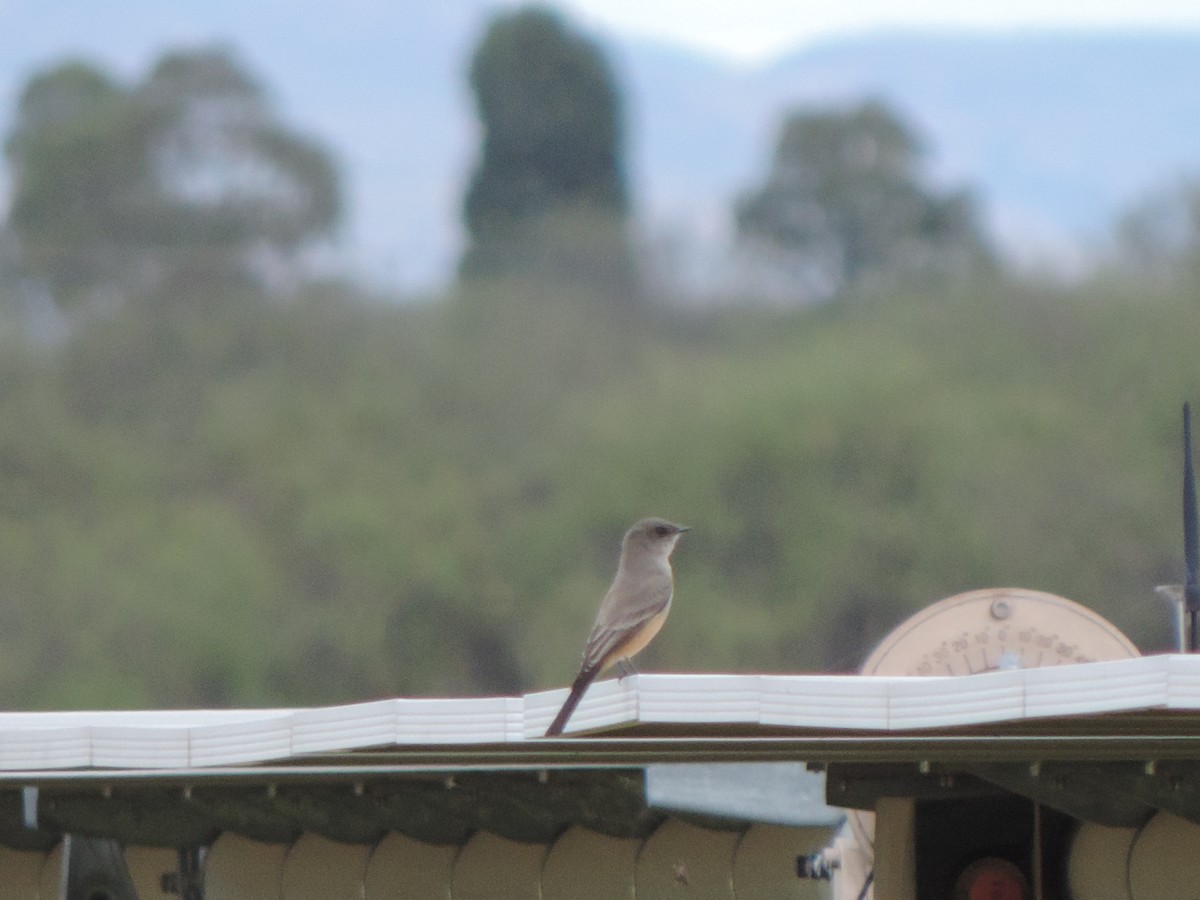 Say's Phoebe - ML643450830