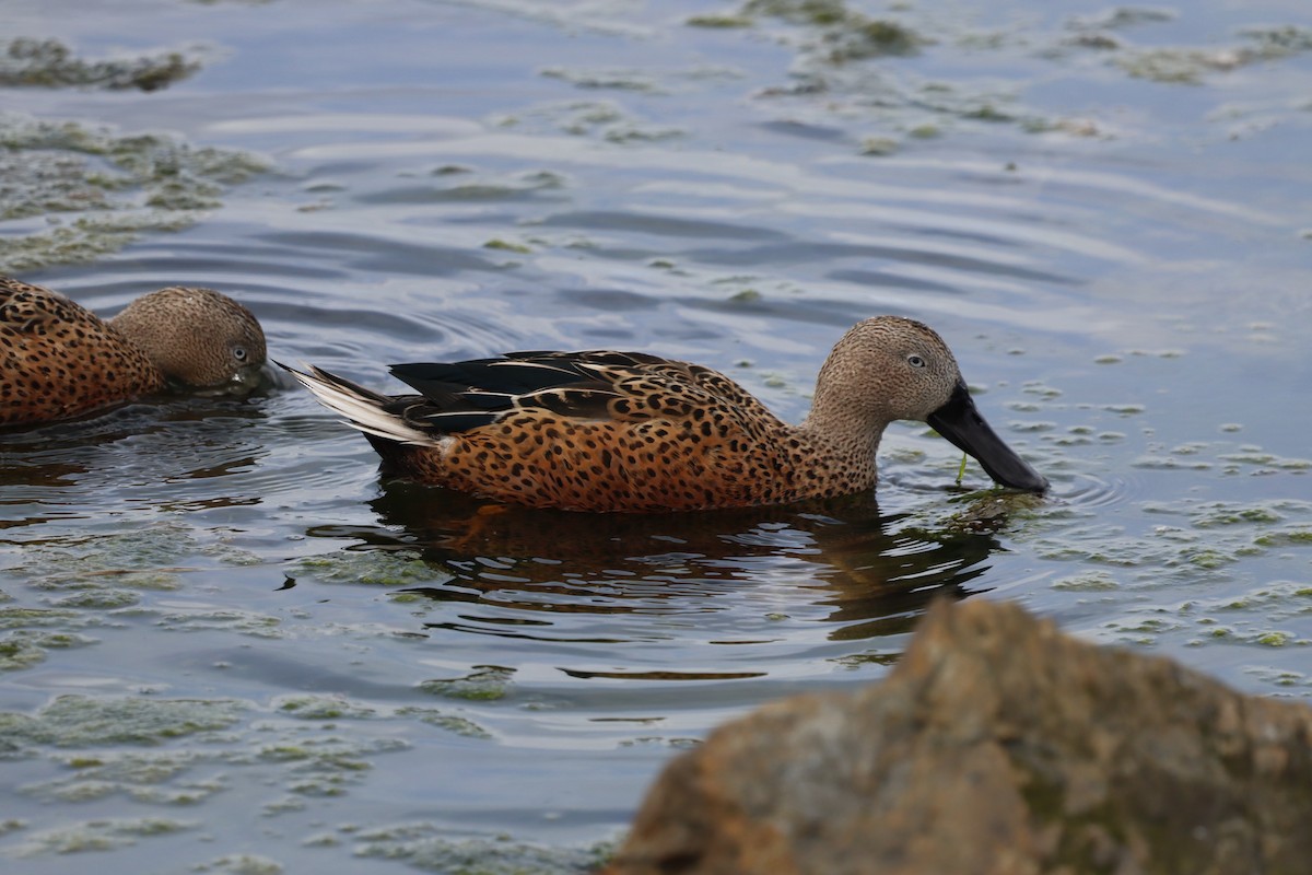 Red Shoveler - ML643450844