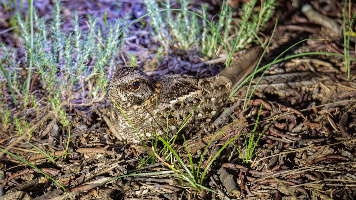 Scissor-tailed Nightjar - ML643450856