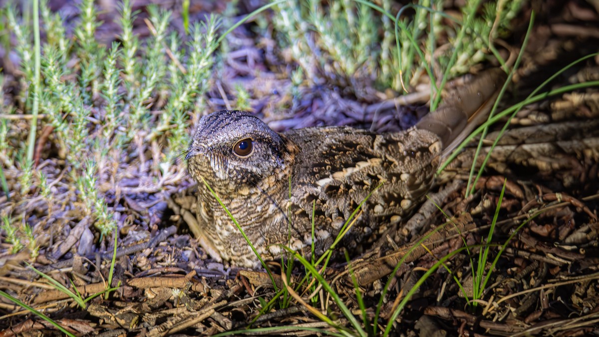 Scissor-tailed Nightjar - ML643450859
