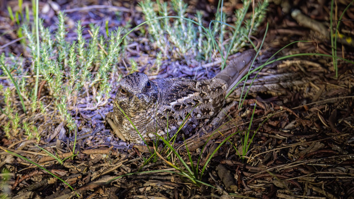 Scissor-tailed Nightjar - ML643450860