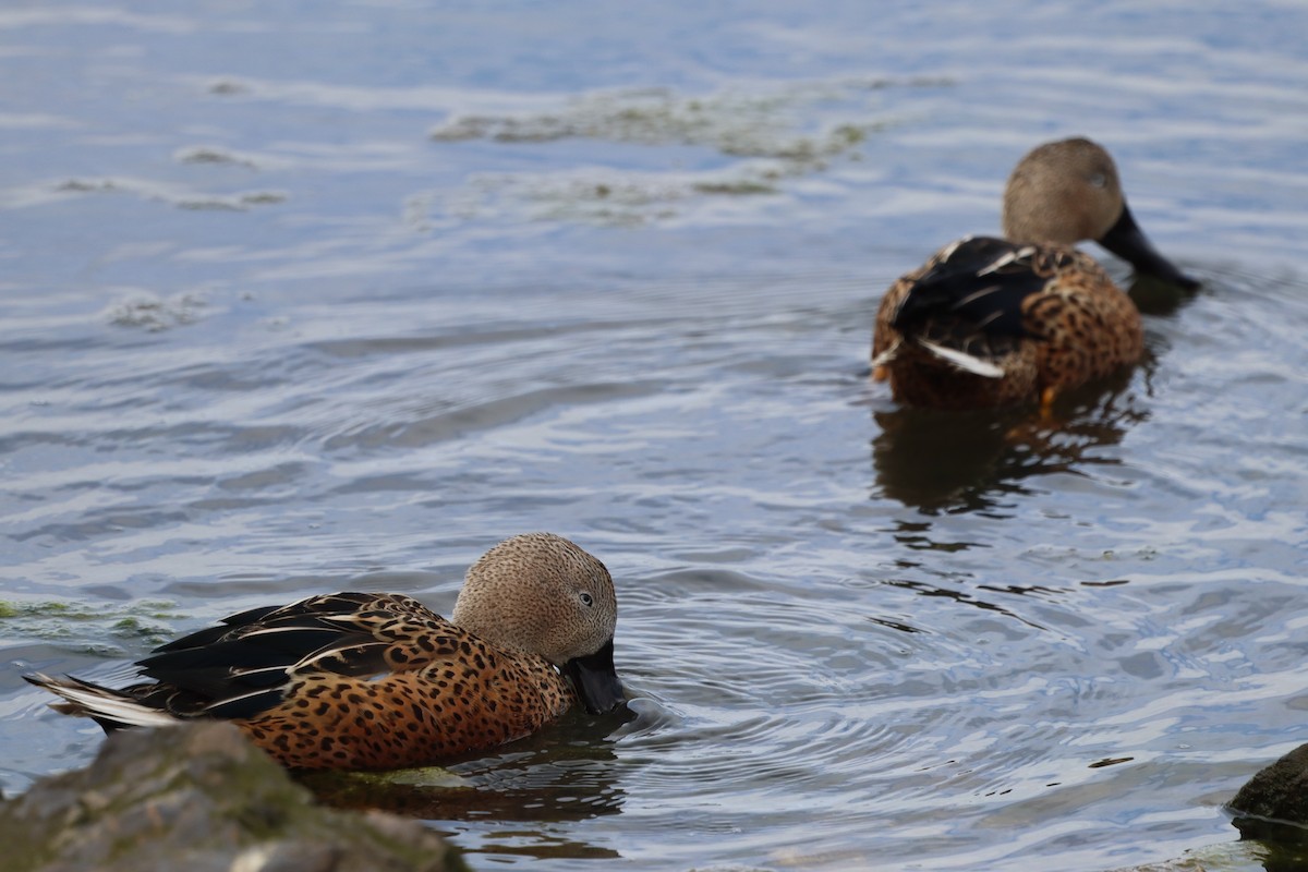 Red Shoveler - ML643450870