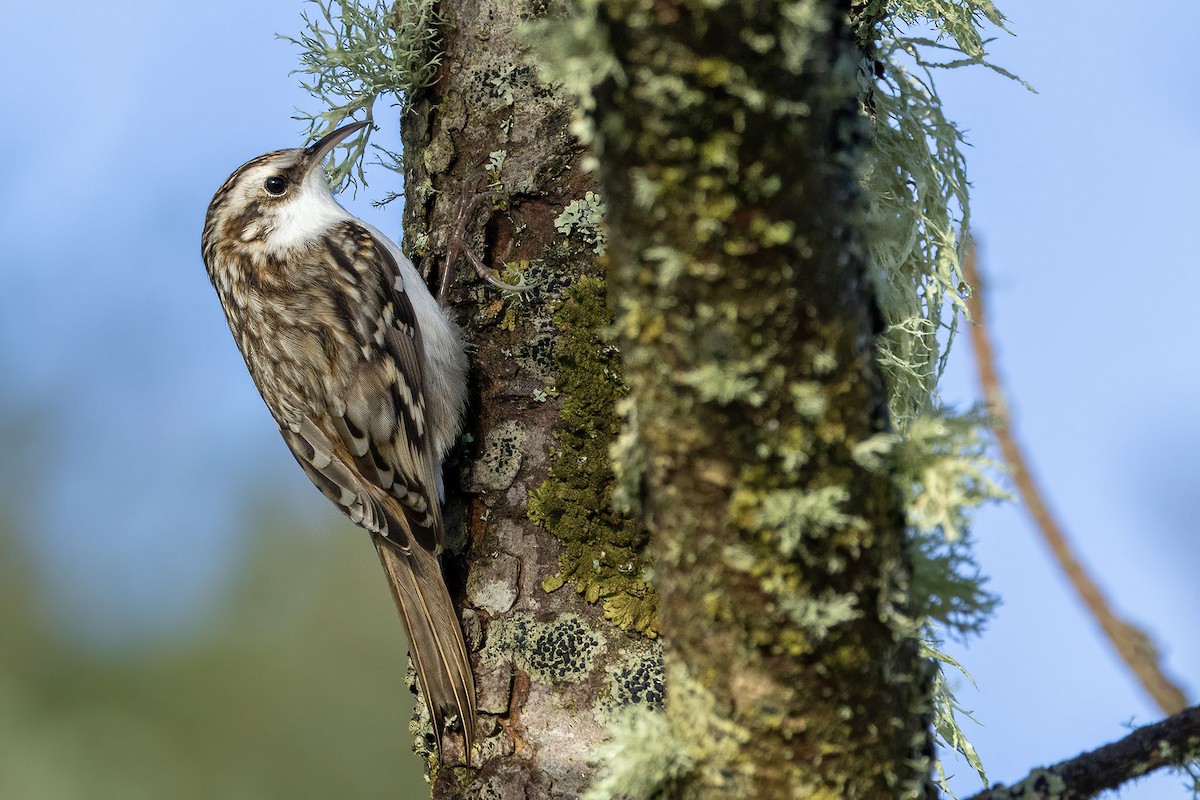 Eurasian Treecreeper - ML643450874