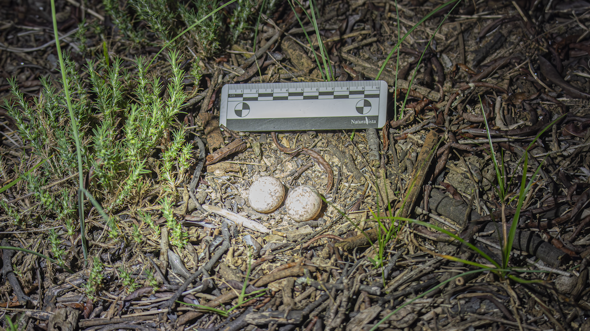 Scissor-tailed Nightjar - ML643450876