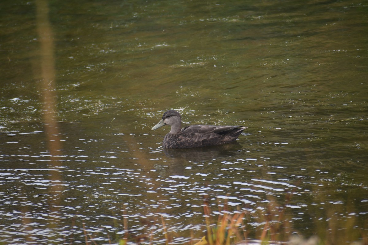American Black Duck - ML643450877