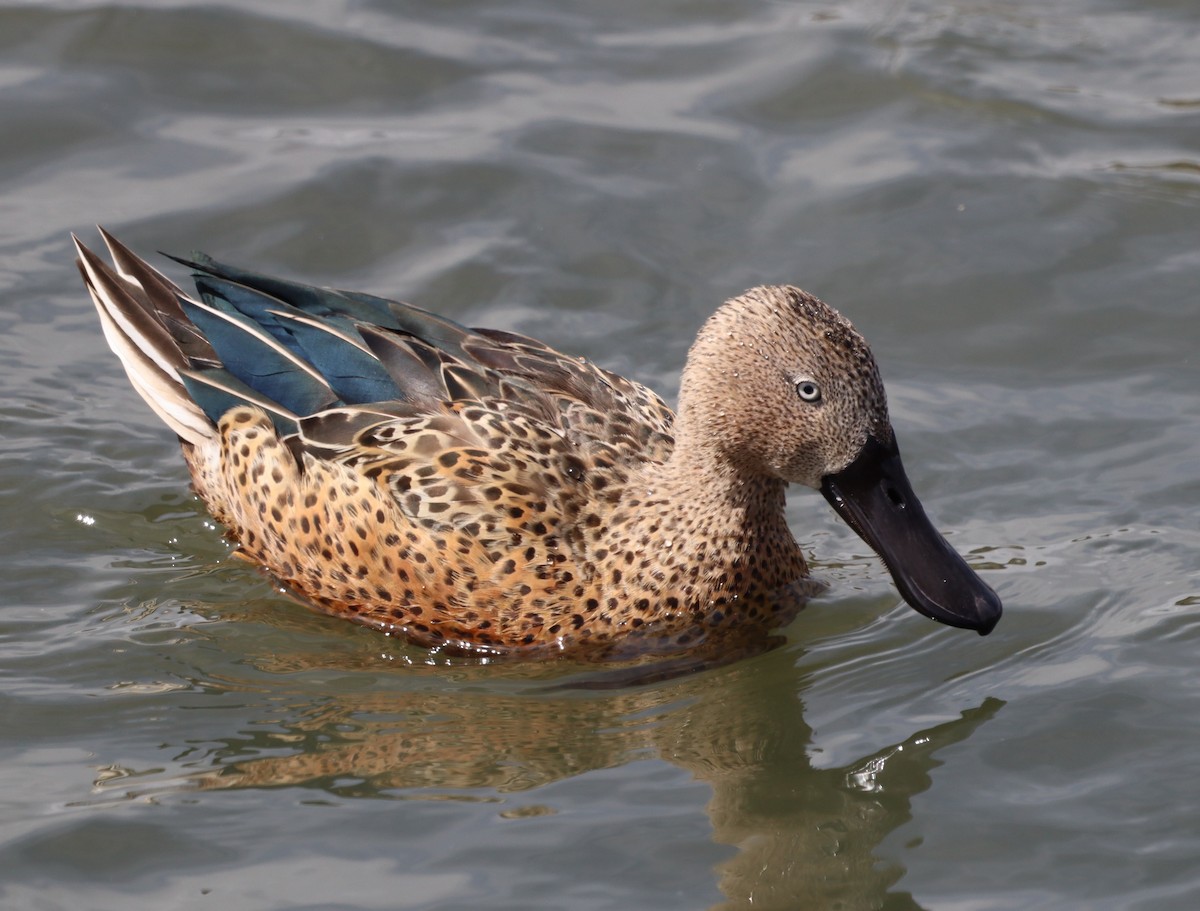 Red Shoveler - ML643450879