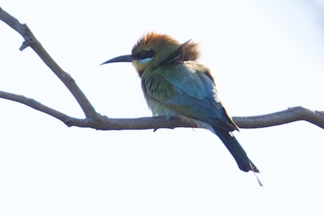 Rainbow Bee-eater - ML643450884