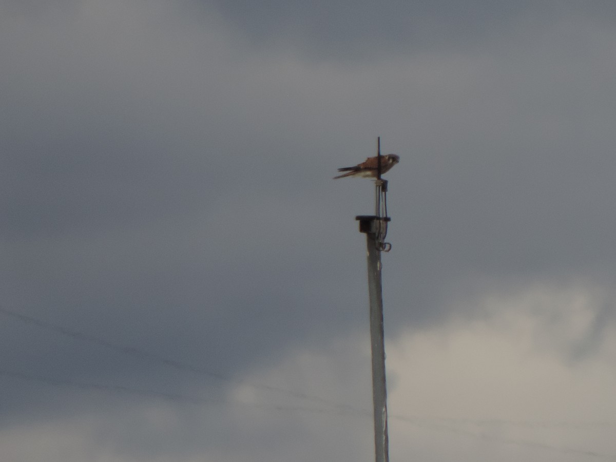 American Kestrel - ML643450893